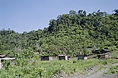 Coca plantation at Pilcopata, a small frontier village of colonists near Mdre de Dios river